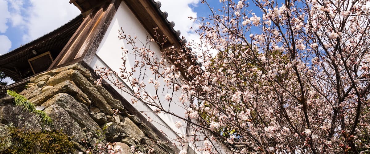 Cherry blossoms against traditional Japanese wall at Koshoji temple in Uchiko; Shutterstock ID 242878531