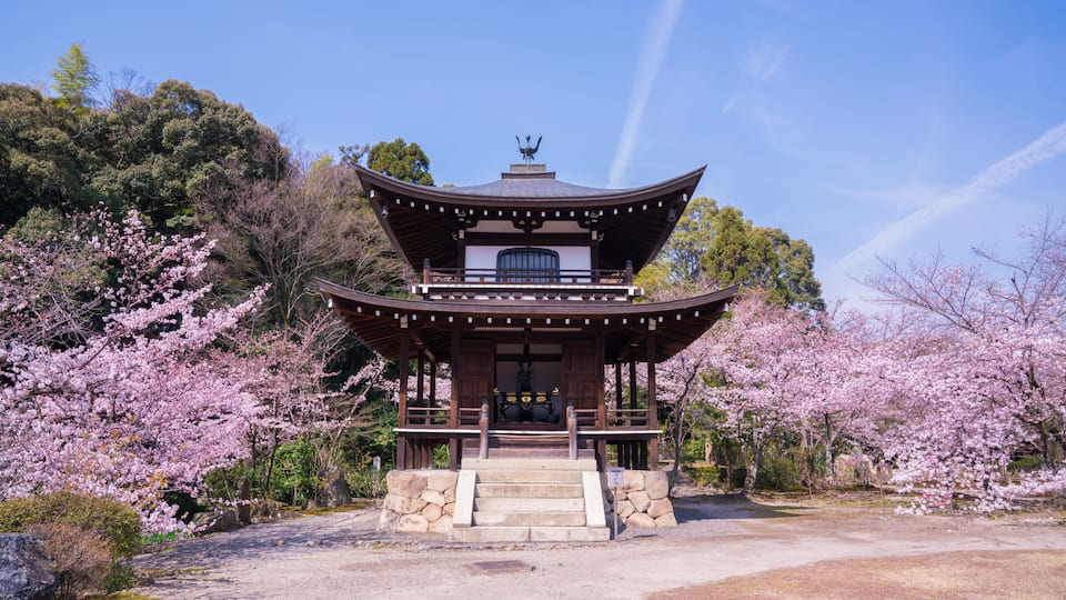 Um pagode japonês tradicional rodeado por cerejeiras em flor.