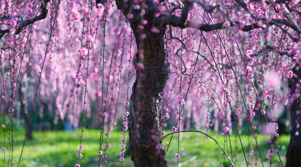 prunus in nagoya agriulture center