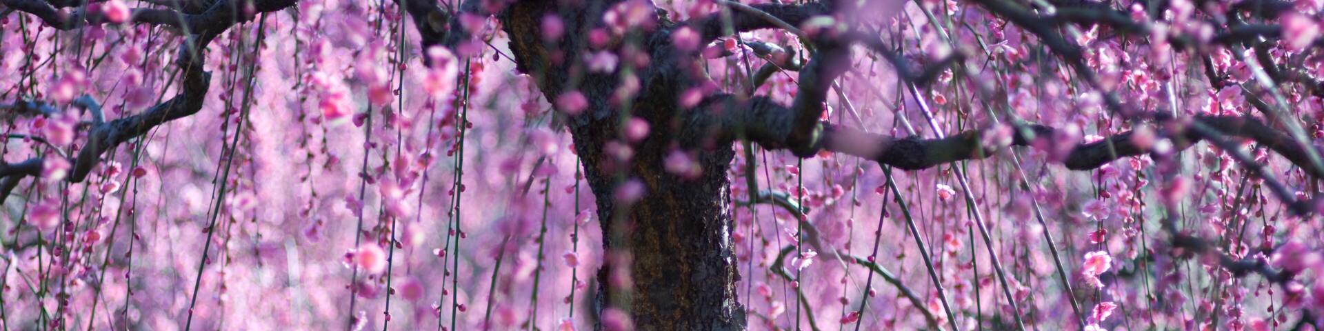 prunus in nagoya agriulture center