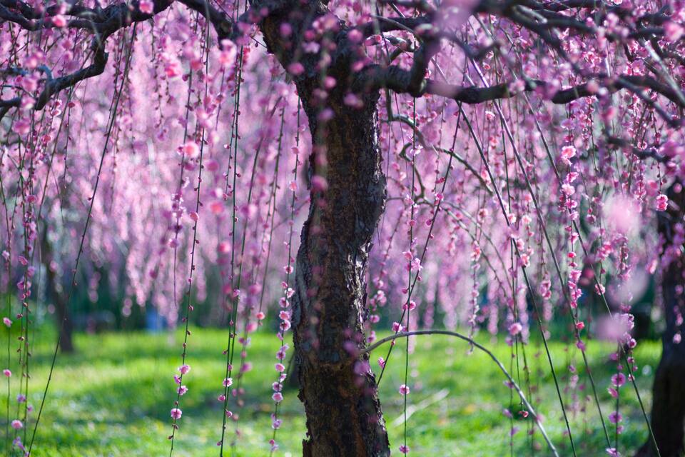 A tree with pink blossoms in a park.