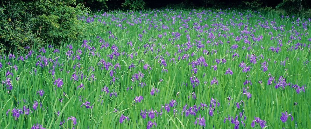 EHK381 A pond of blue blooming iris is the main attraction in spring at Ota Shrine in Koyoto.