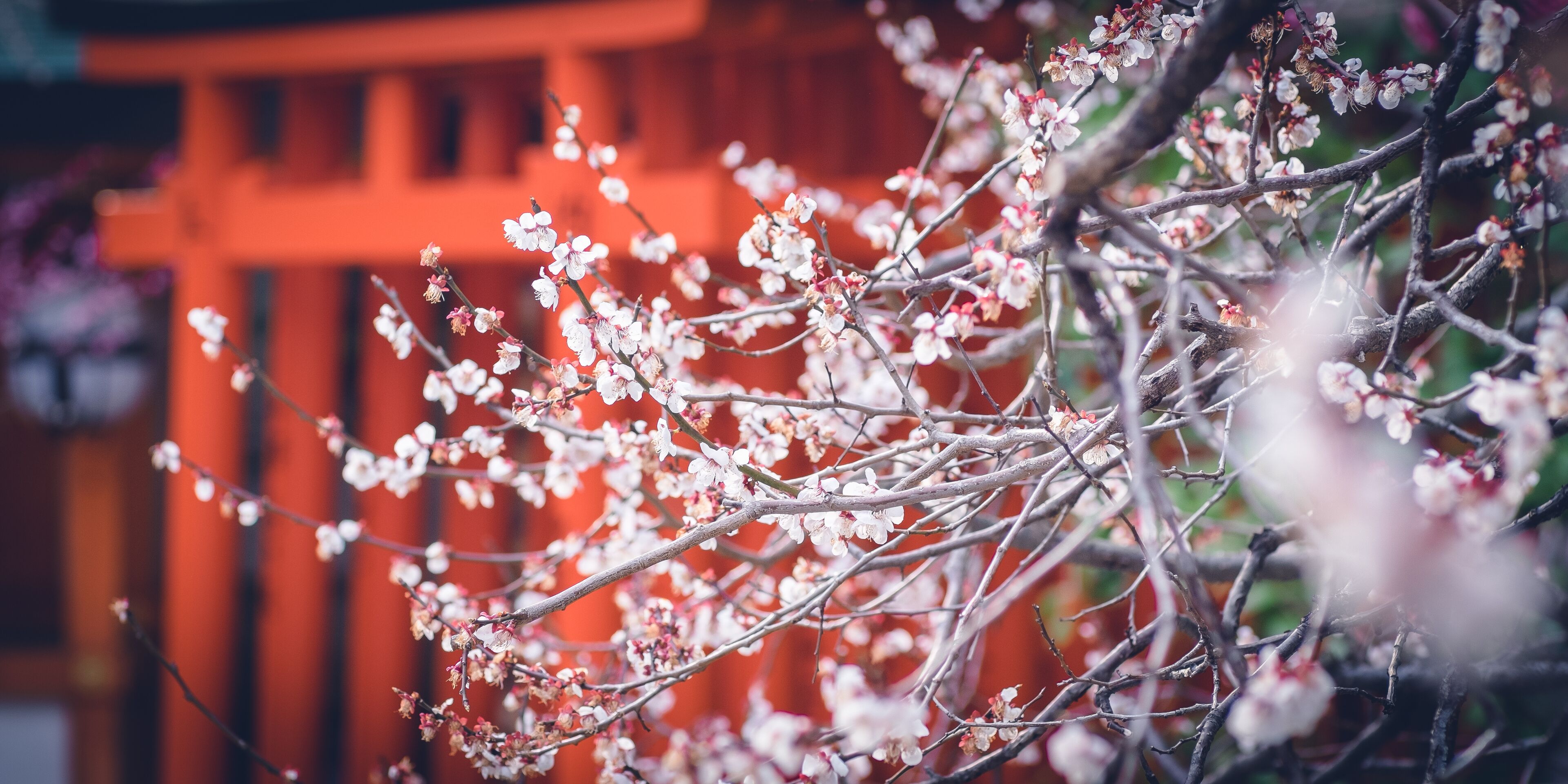 Plum blossom with Torii from Kitano-tenmangu Shrine in Kyoto City, Japan.; Shutterstock ID 538560886