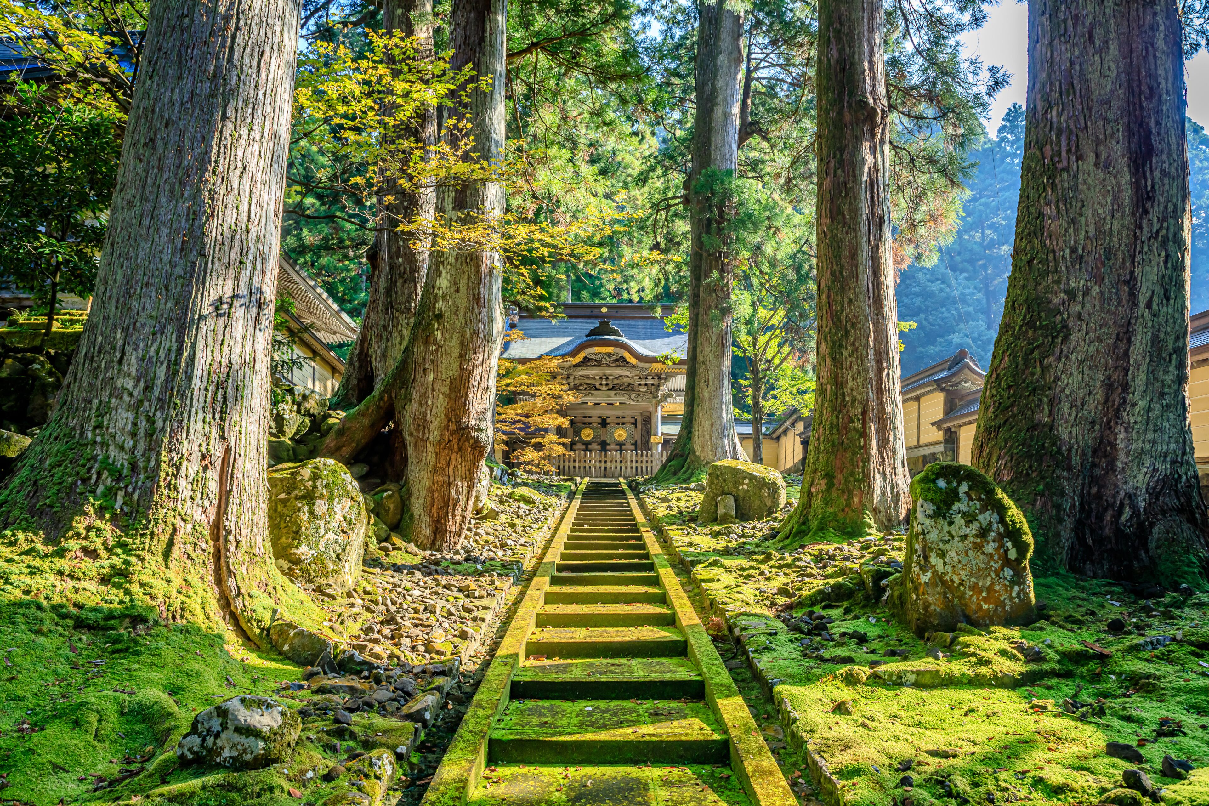 A moss-covered stone staircase leading to a traditional building surrounded by tall trees.