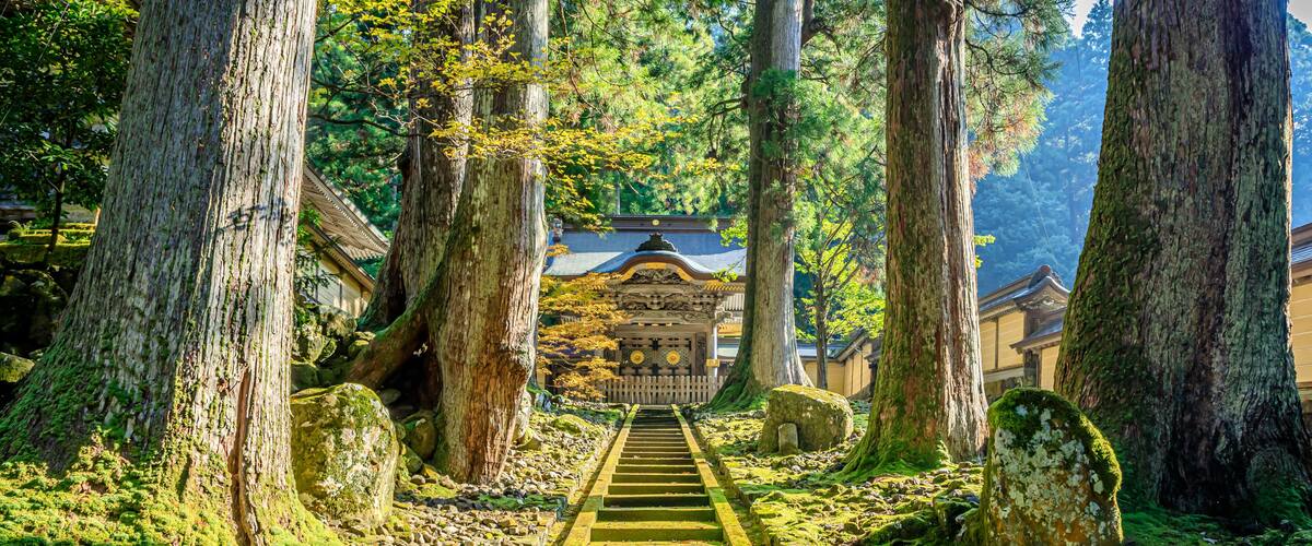 A moss-covered stone staircase leading to a traditional building surrounded by tall trees.