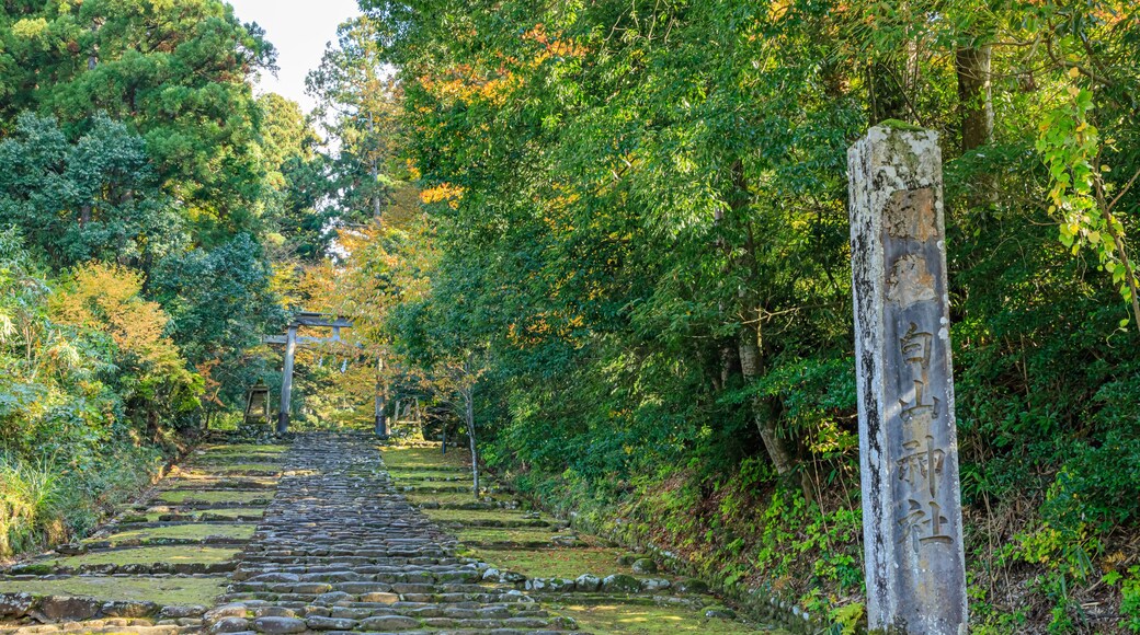 秋の平泉寺白山神社 福井県勝山市 Heisenji Hakusan Shrine in autumn. Fukui Prefecture, Katsuyama City.