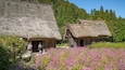 Thatched-roof houses surrounded by a field of purple flowers.