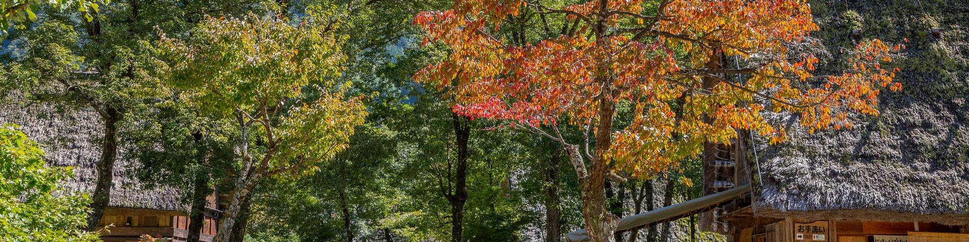 Un village japonais traditionnel avec des maisons en bois, un chemin de gravier et des arbres aux couleurs automnales.