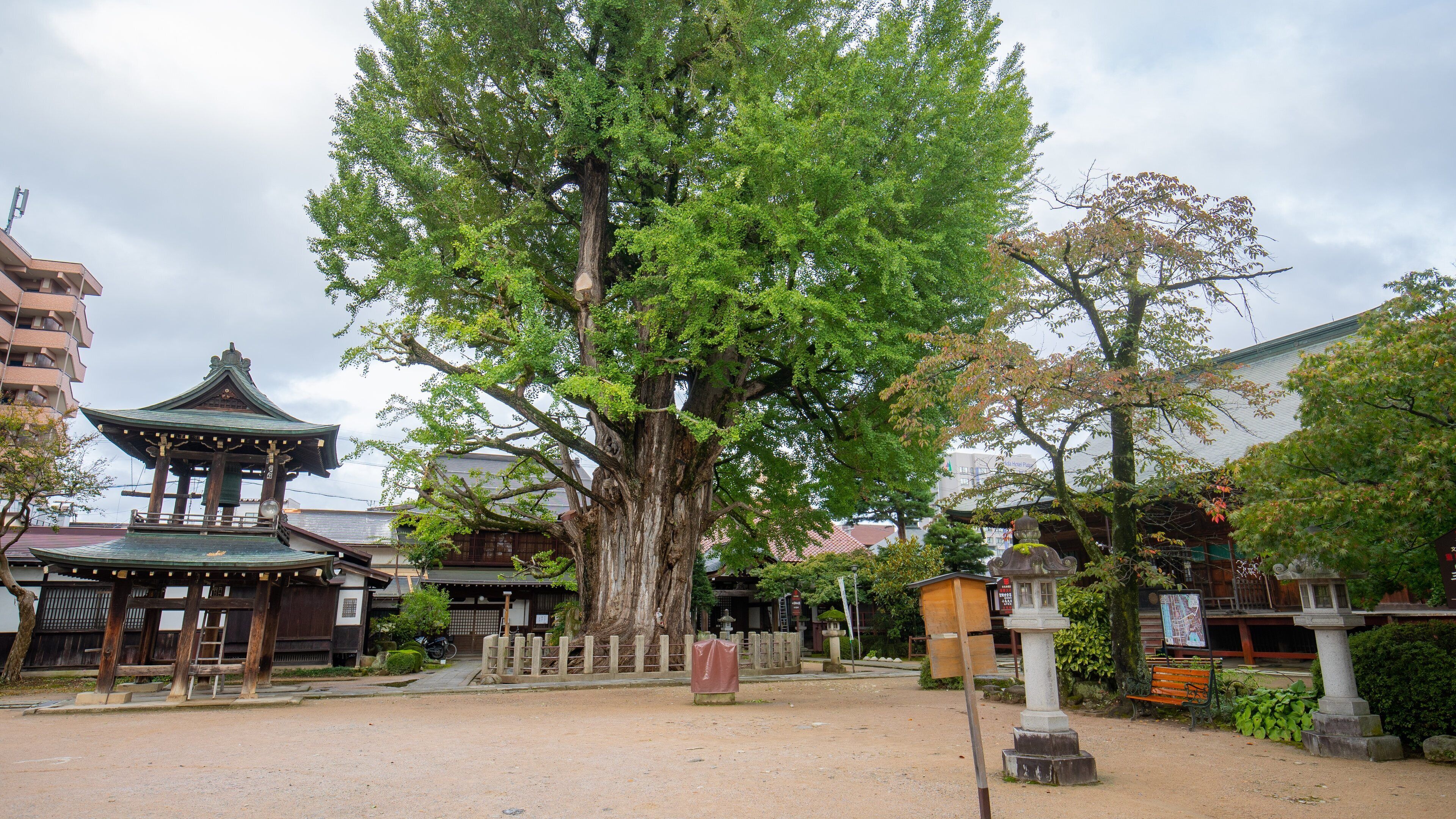 Un temple japonais traditionnel, avec un grand arbre au centre, entouré de bâtiments et bordé d’un sentier de terre.