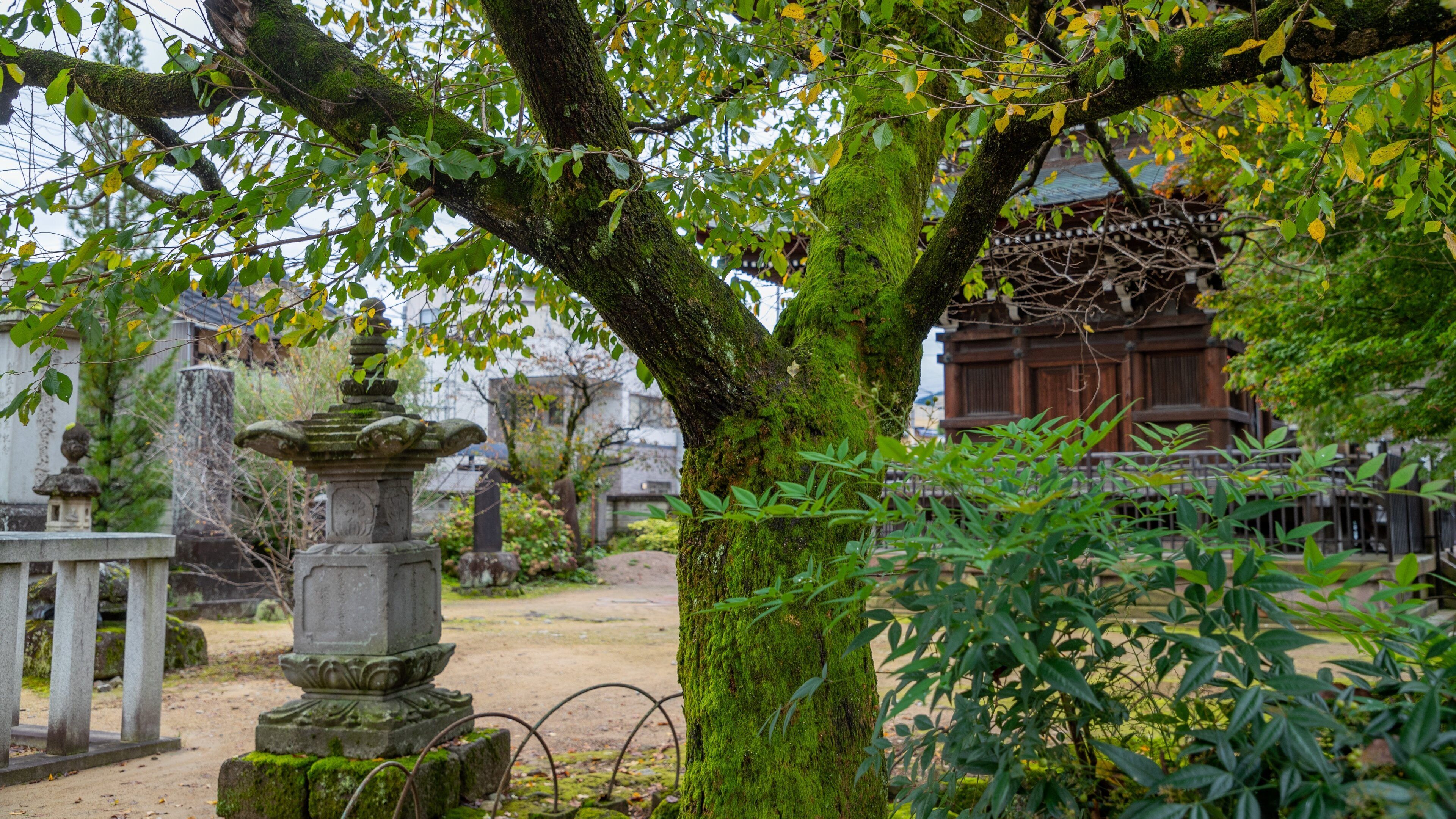 Hida Kokubunji Temple showing a park and heritage elements