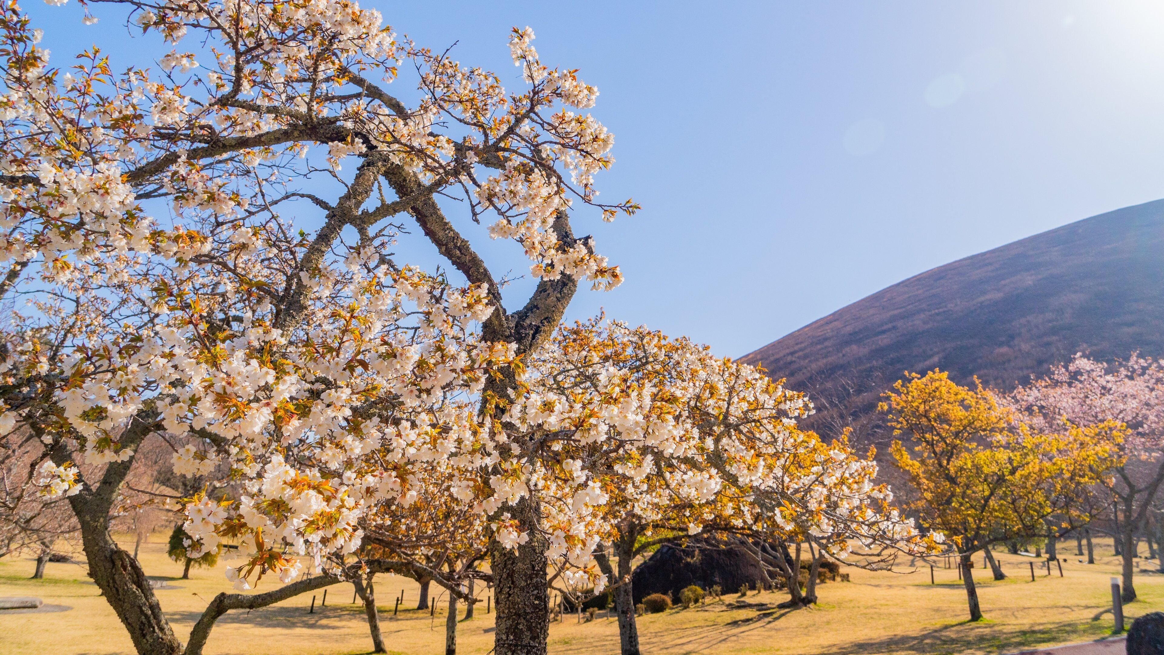 Ito featuring a garden and wildflowers