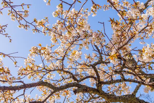 Sakura no Sato which includes wildflowers