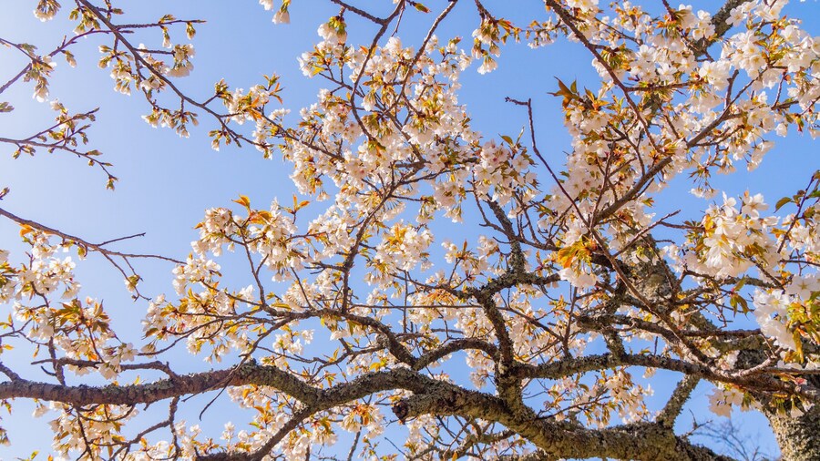 Sakura no Sato which includes wildflowers