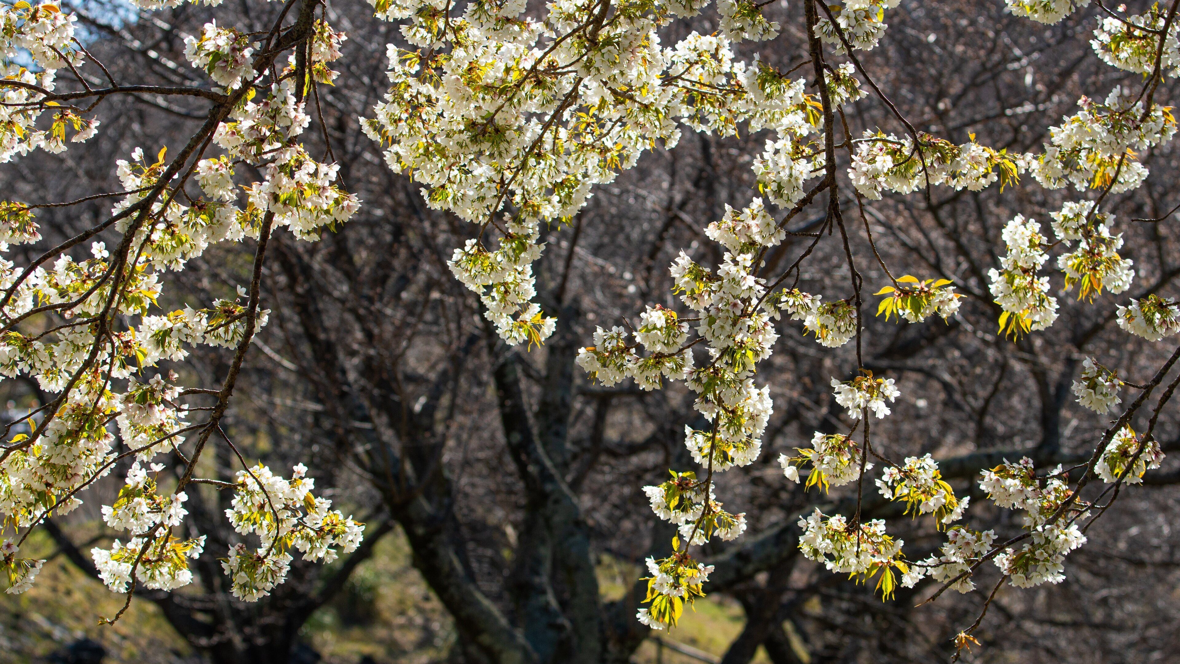 Sakura no Sato showing wildflowers