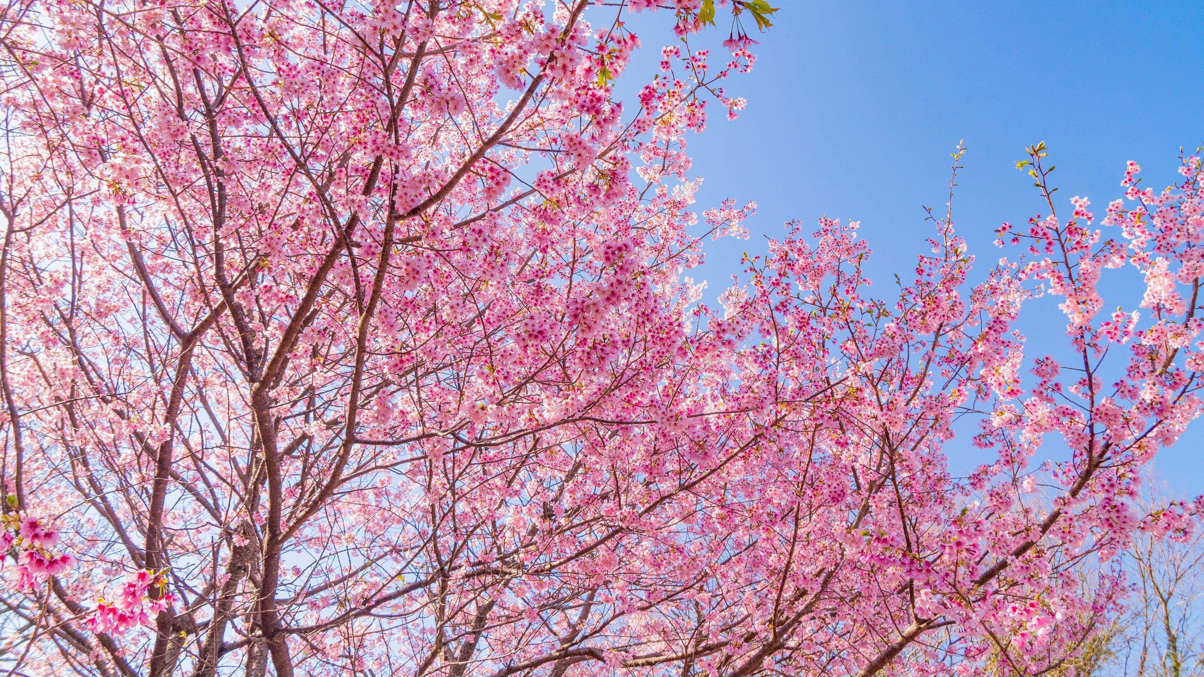 Ito which includes wildflowers