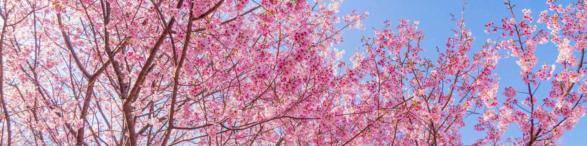 Ito which includes wildflowers