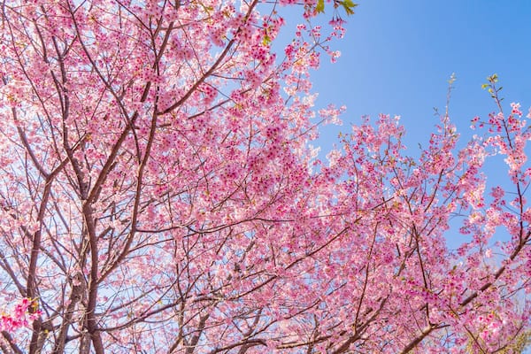 Ito which includes wildflowers