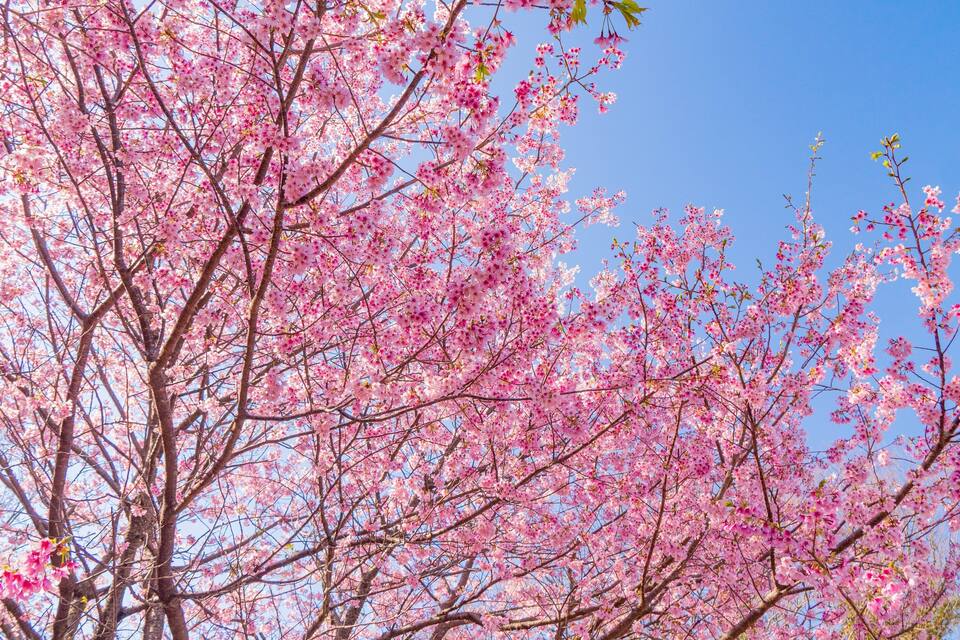 A cherry blossom tree with pink flowers against a clear blue sky.