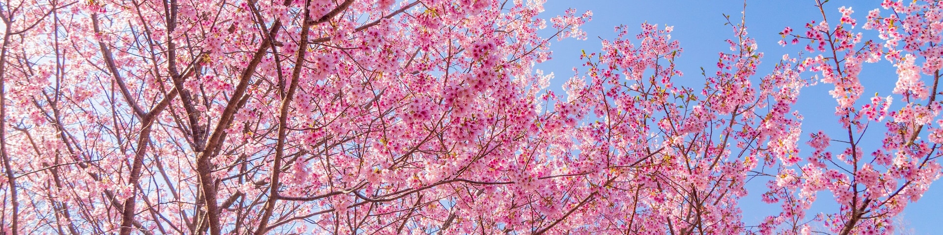 Ito which includes wildflowers