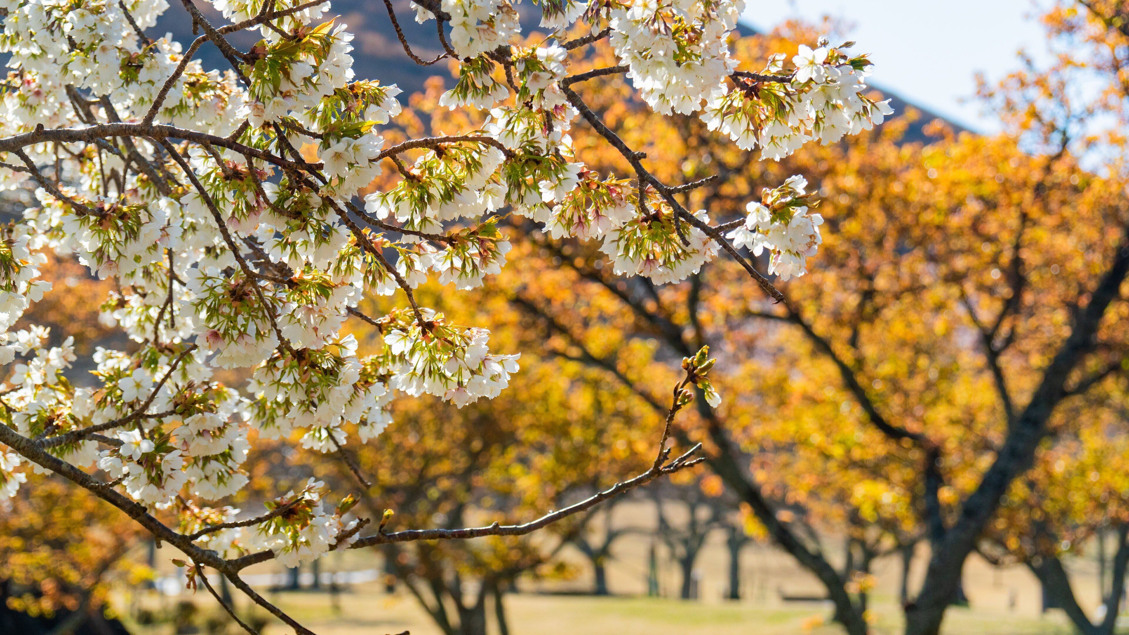 A park with blooming white cherry blossoms and autumn-colored trees.