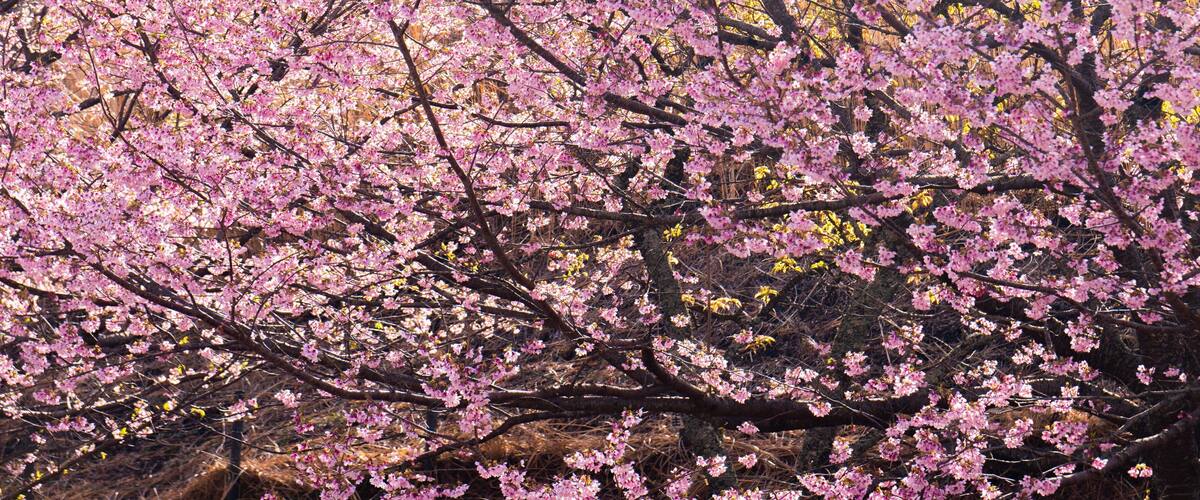 Sakura no Sato featuring wildflowers