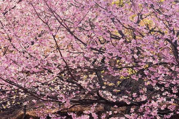 Sakura no Sato featuring wildflowers