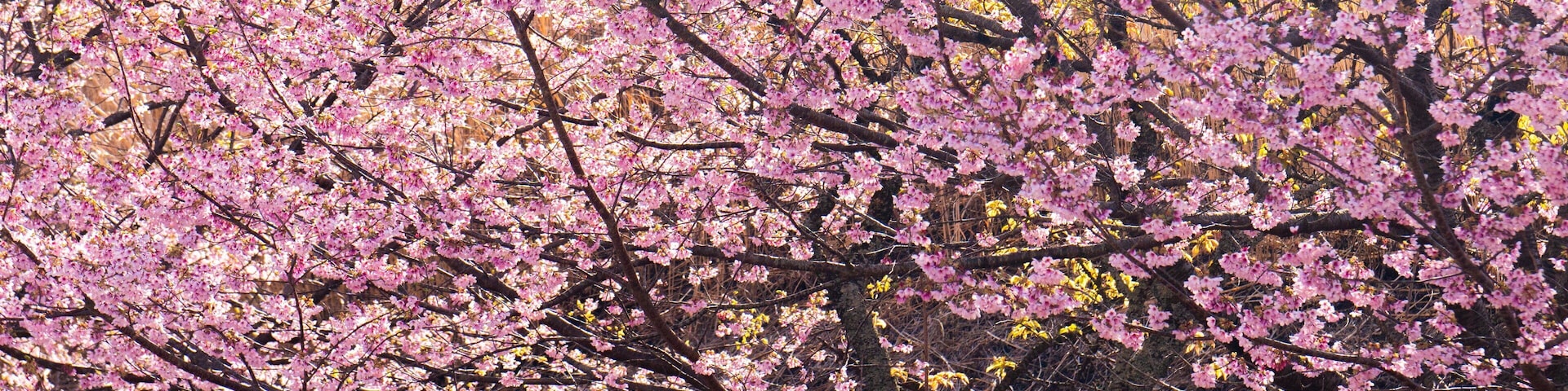 Sakura no Sato featuring wildflowers