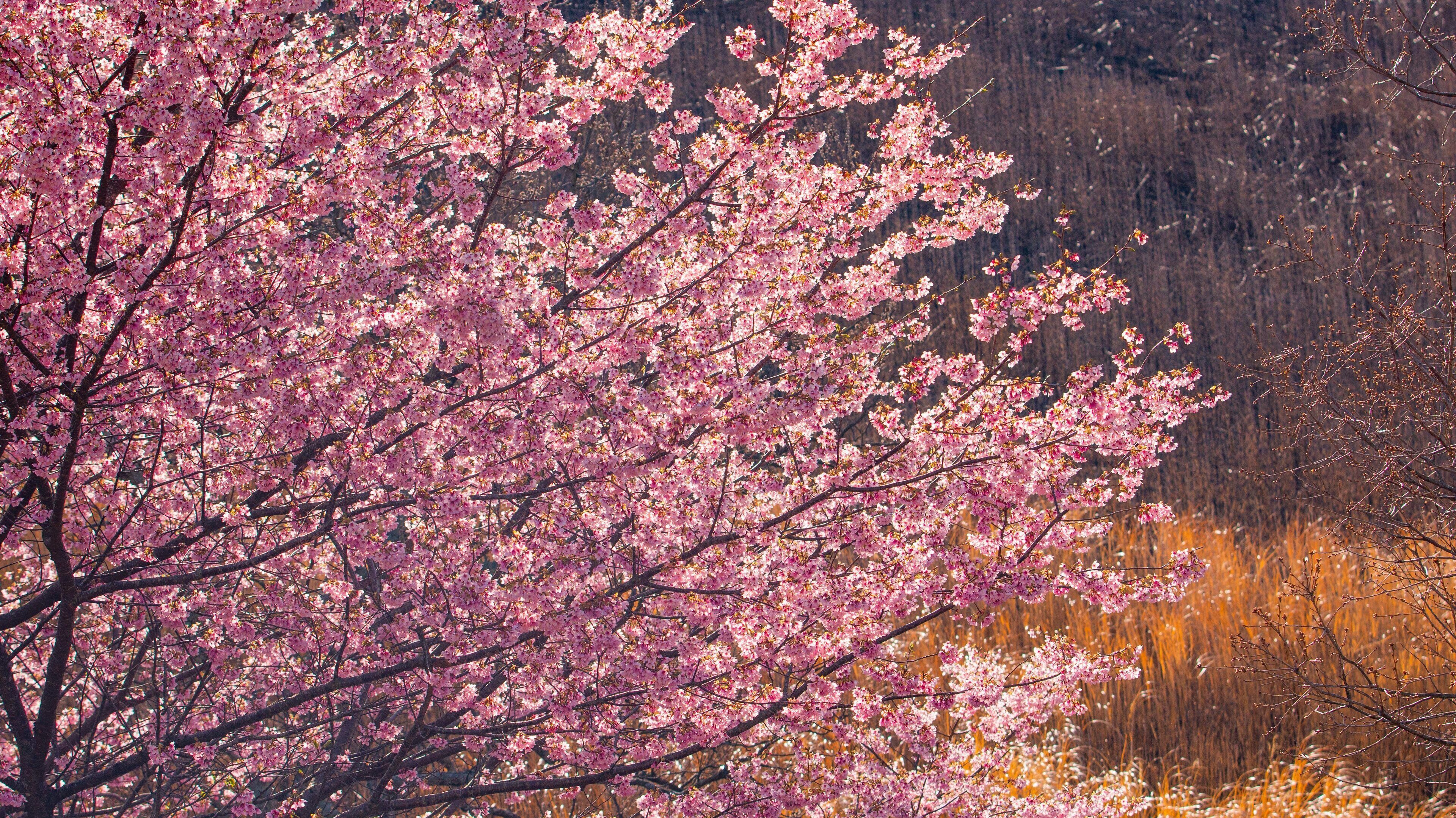 Sakura no Sato featuring wildflowers