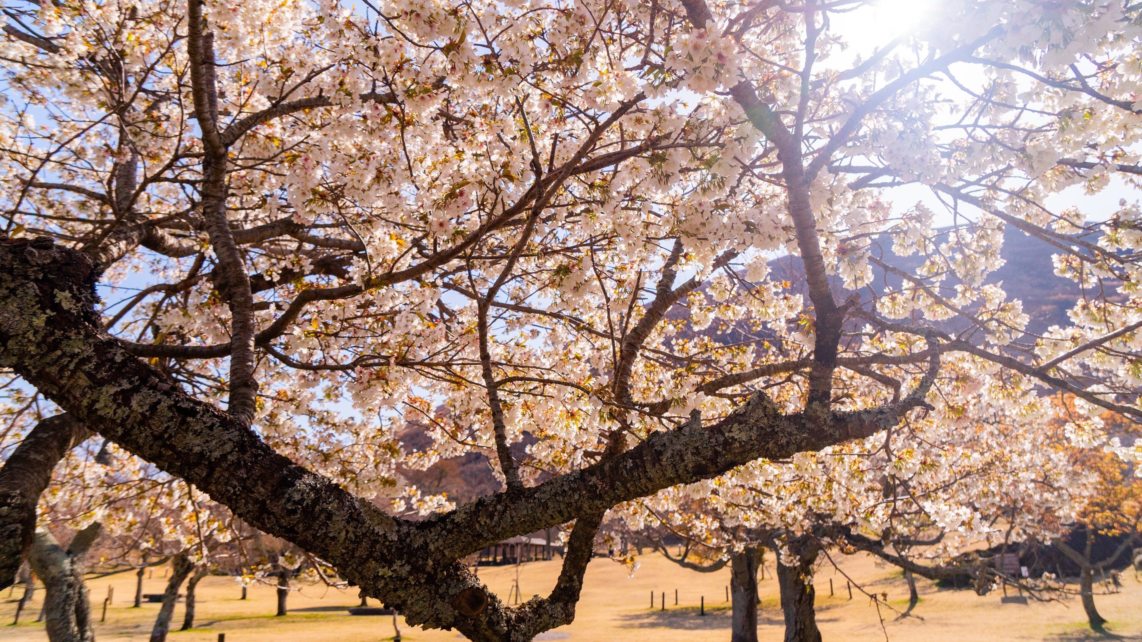 Ito which includes wildflowers and a sunset