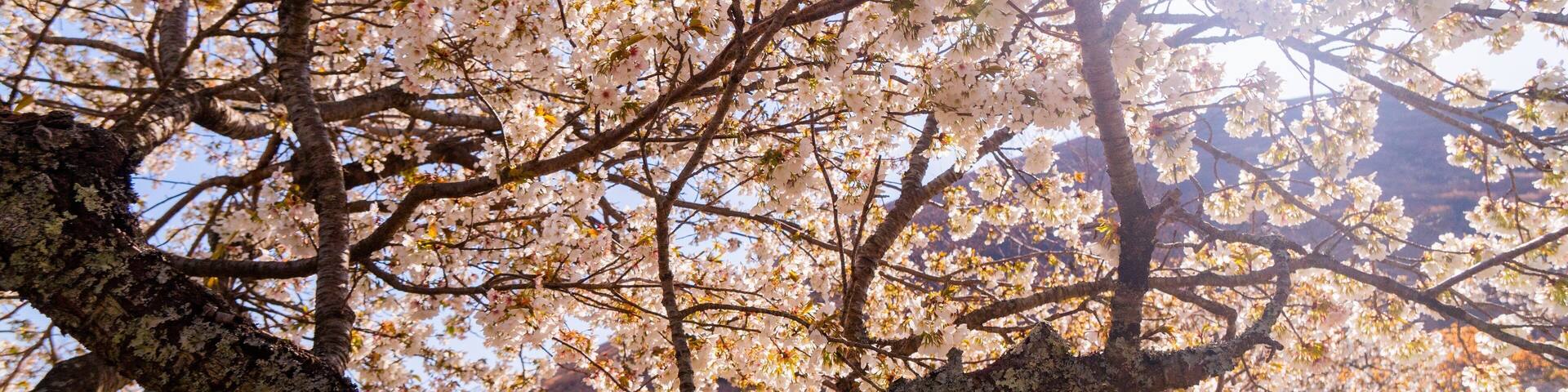 Ito which includes wildflowers and a sunset