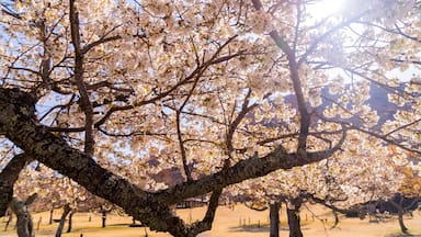 Ito which includes wildflowers and a sunset