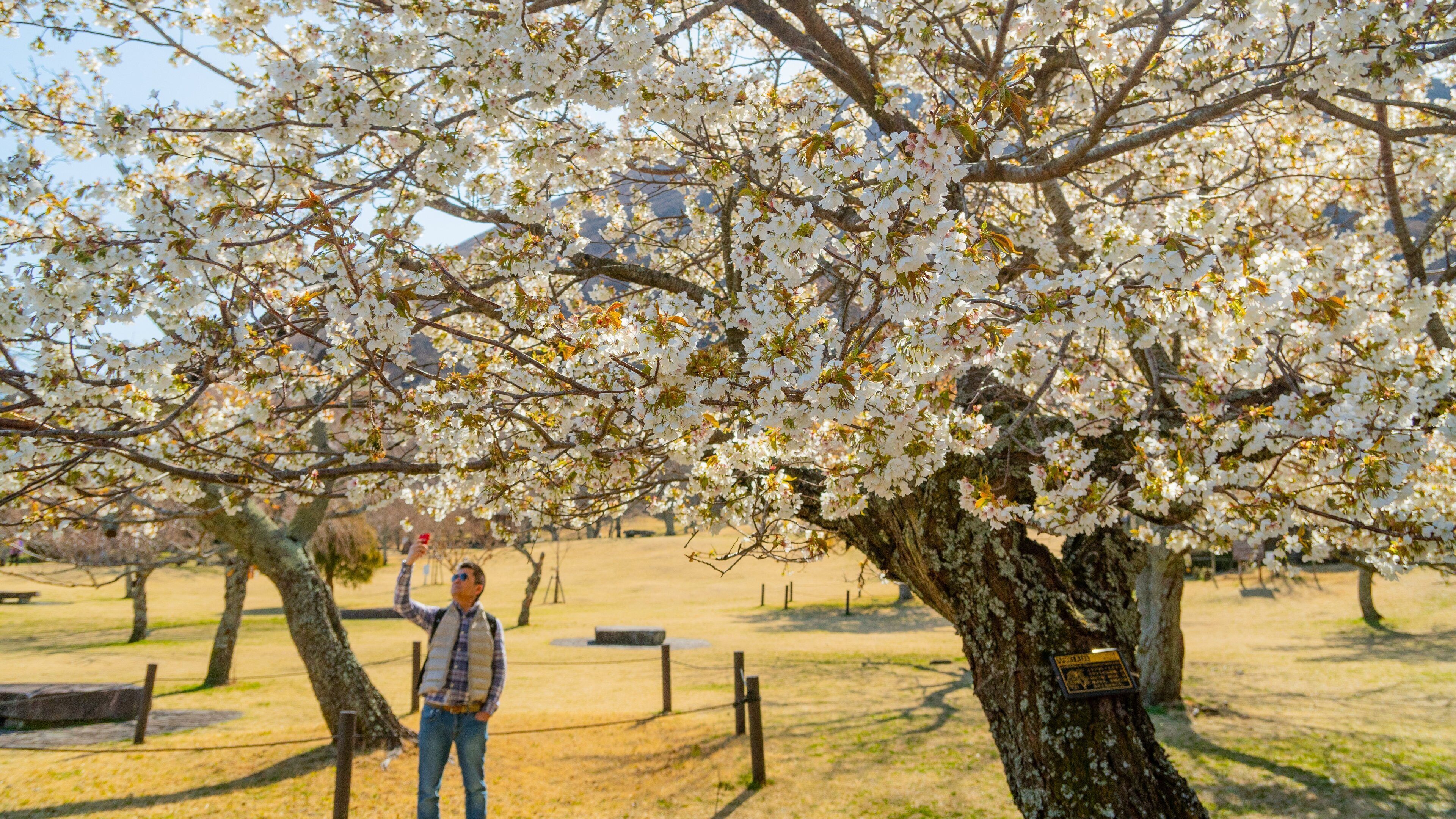 Sakura no Sato which includes wildflowers as well as an individual male