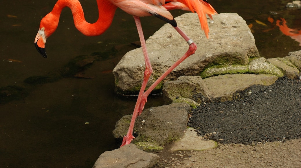 Flamingo at Saboten Koen zoologic park in Izu, Shizuoka Prefecture, Japan