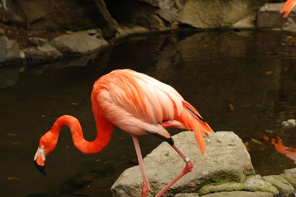 Flamingo at Saboten Koen zoologic park in Izu, Shizuoka Prefecture, Japan