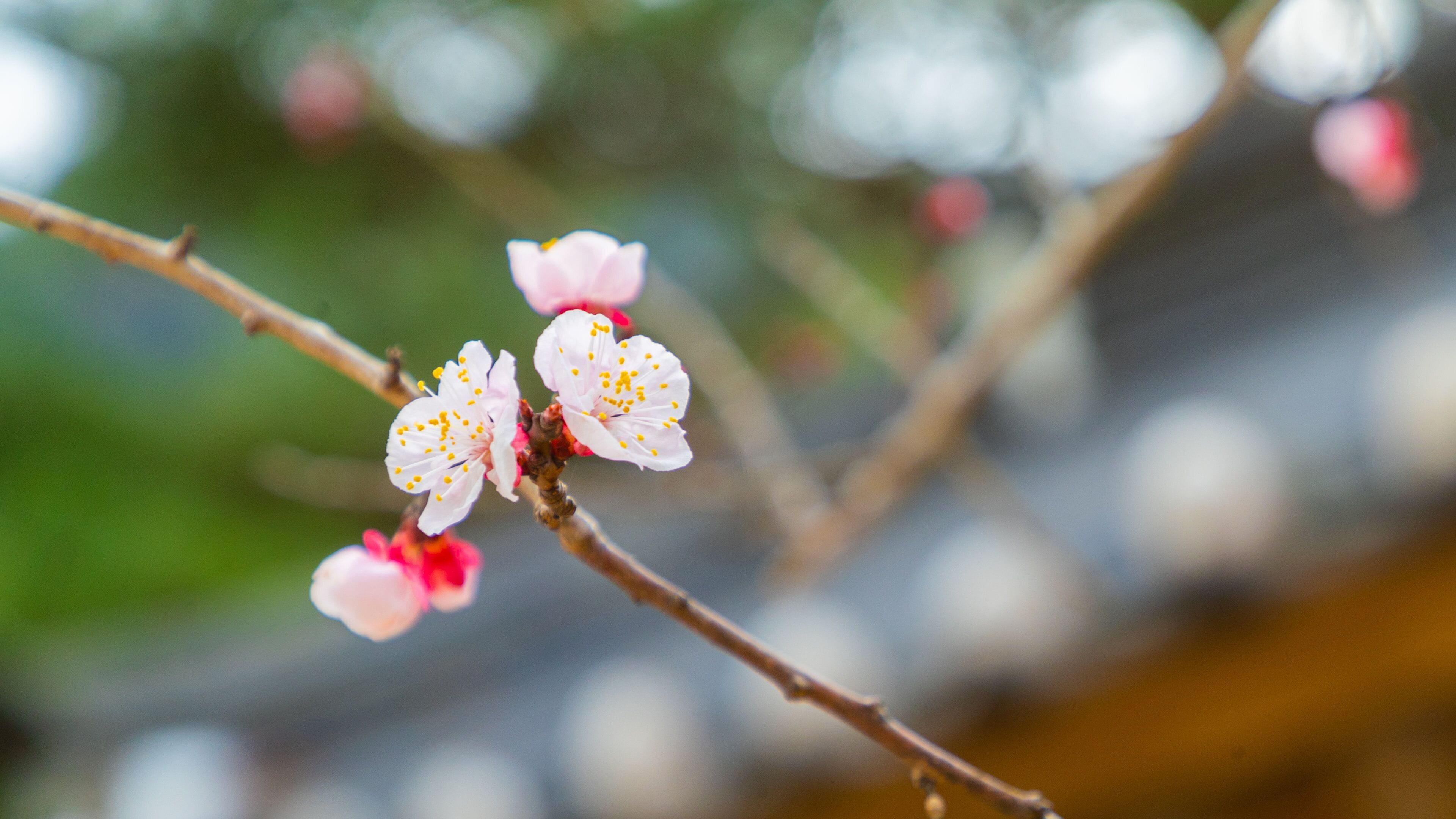 Atami Plum Garden showing wildflowers