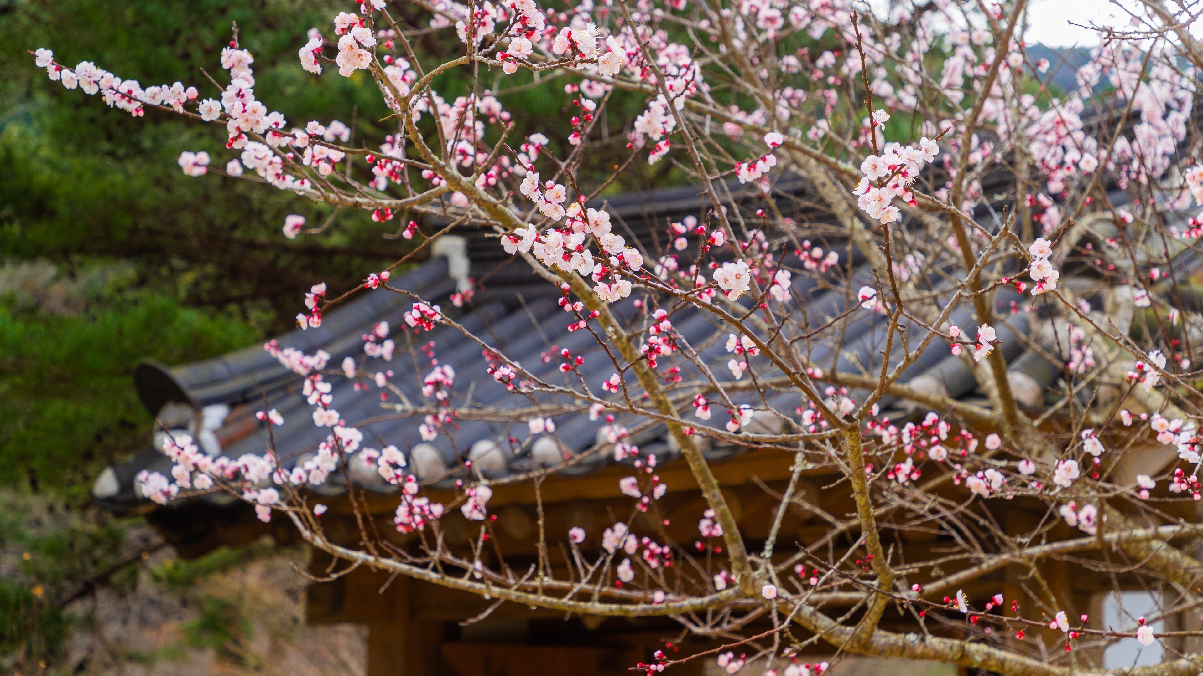 Atami Plum Garden showing wildflowers