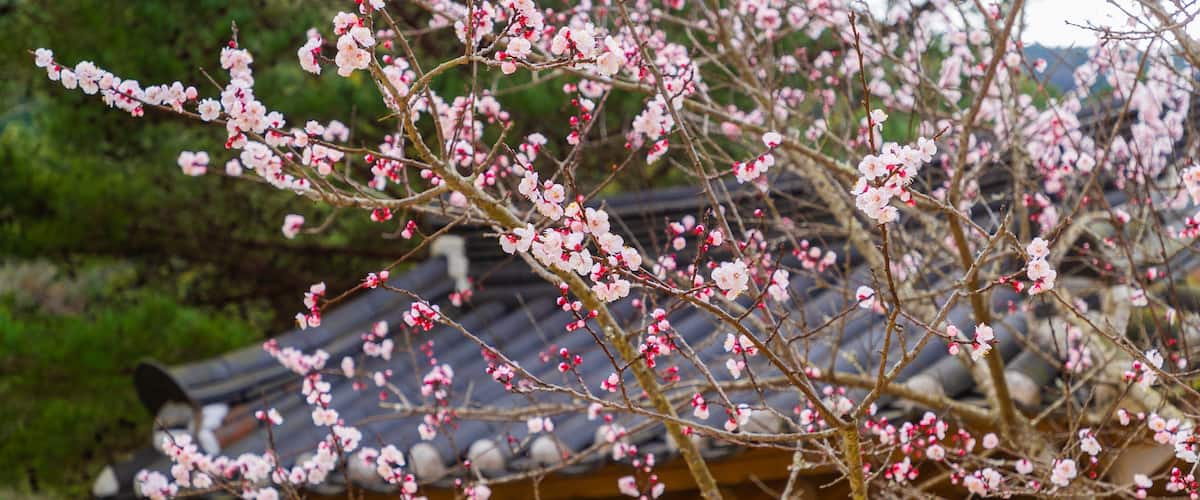 Atami Plum Garden showing wildflowers