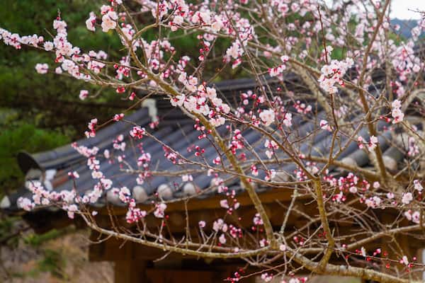 Atami Plum Garden showing wildflowers