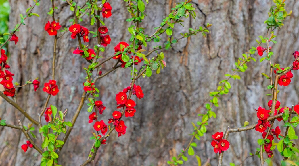 Atami Plum Garden showing wildflowers