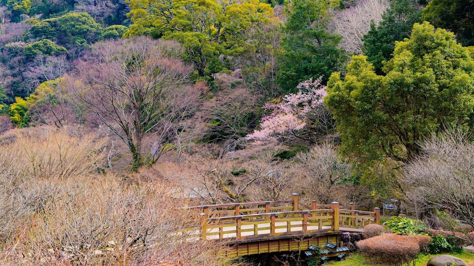 Atami Plum Garden showing wildflowers, a bridge and a park