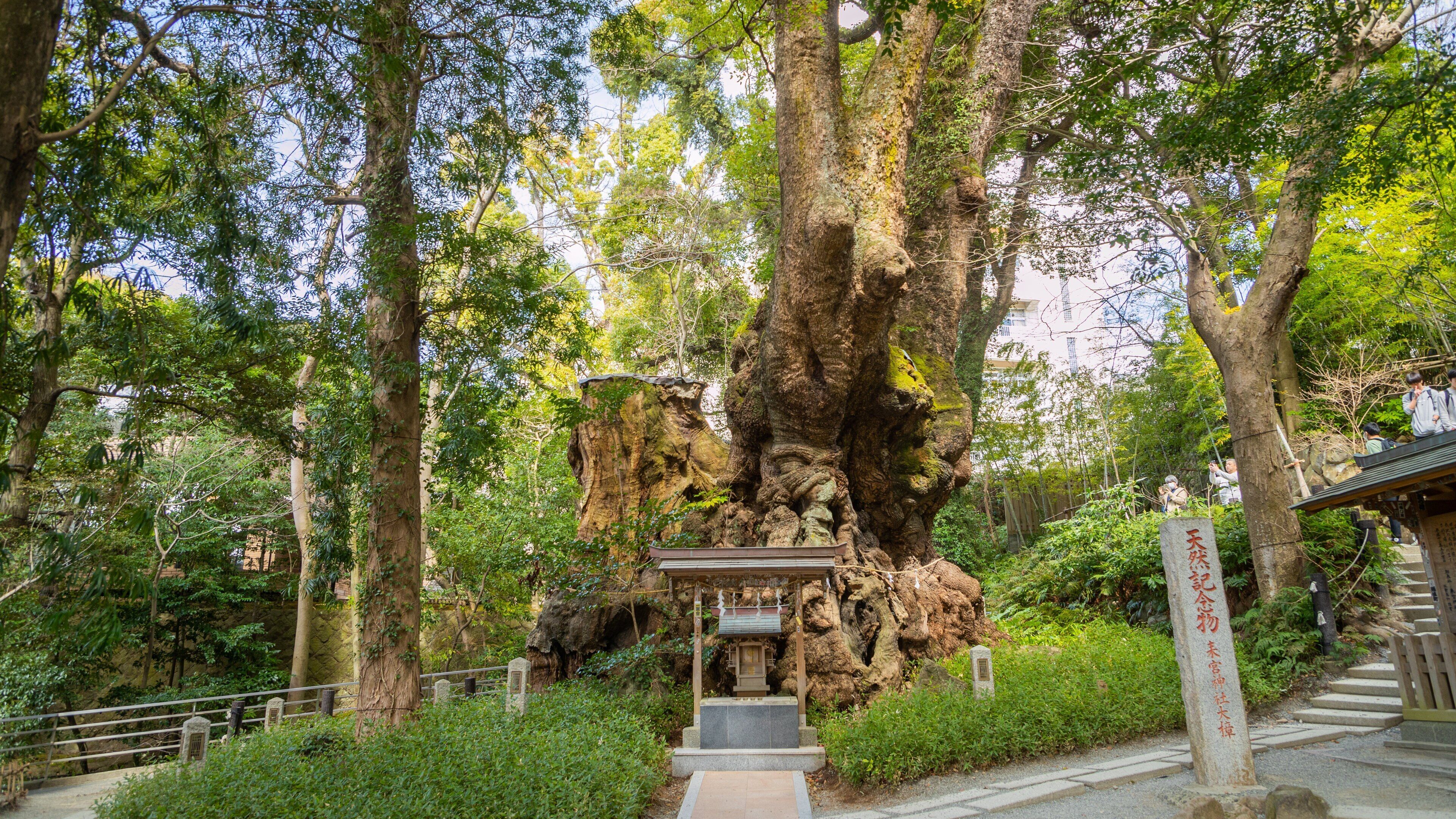 Kinomiya Shrine showing a garden and heritage elements
