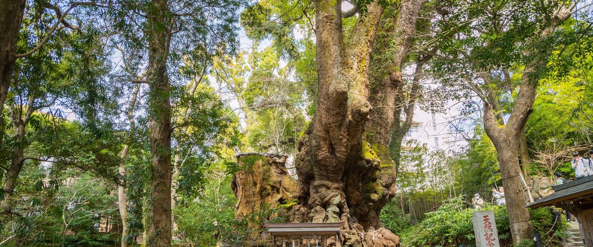 Kinomiya Shrine showing a garden and heritage elements