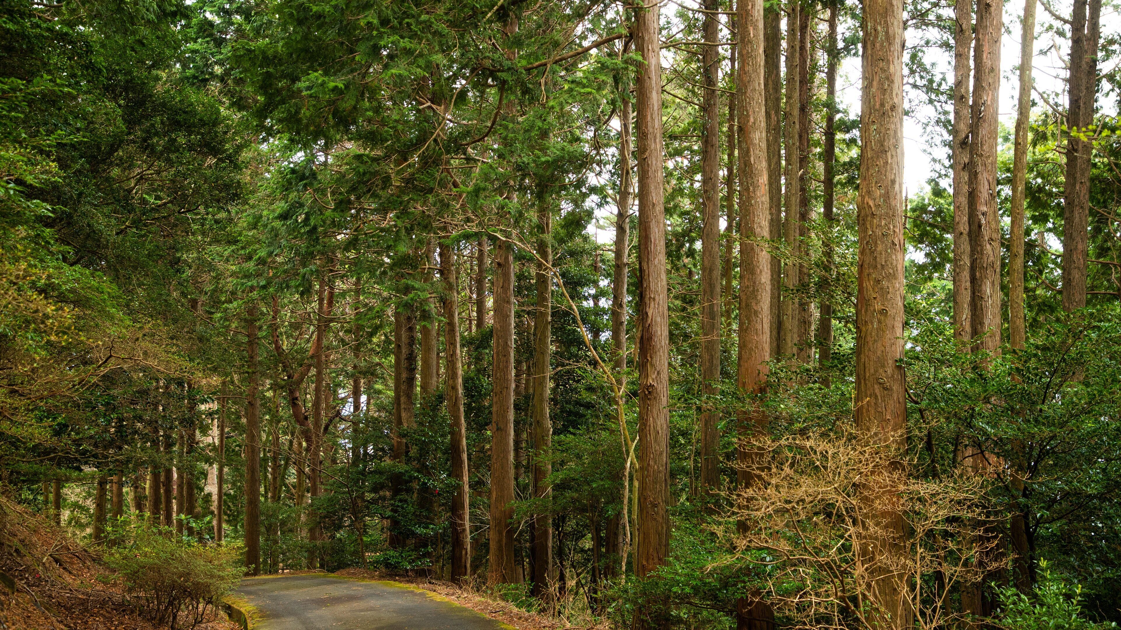 Himenosawa Park featuring a garden