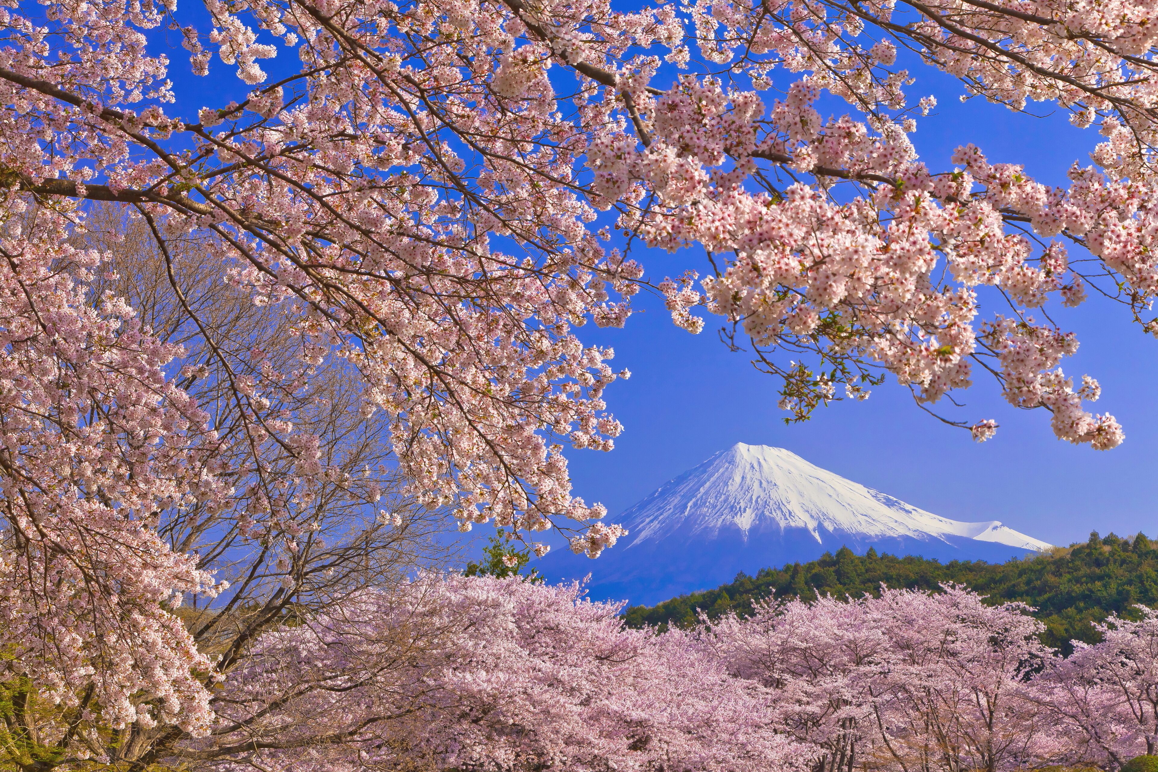 Cherry blossoms in Iwamotoyama Park and Mt.Fuji , Japan,Shizuoka Prefecture,Fuji, Shizuoka