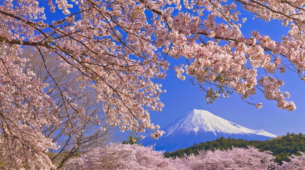 Cherry blossoms in Iwamotoyama Park and Mt.Fuji , Japan,Shizuoka Prefecture,Fuji, Shizuoka