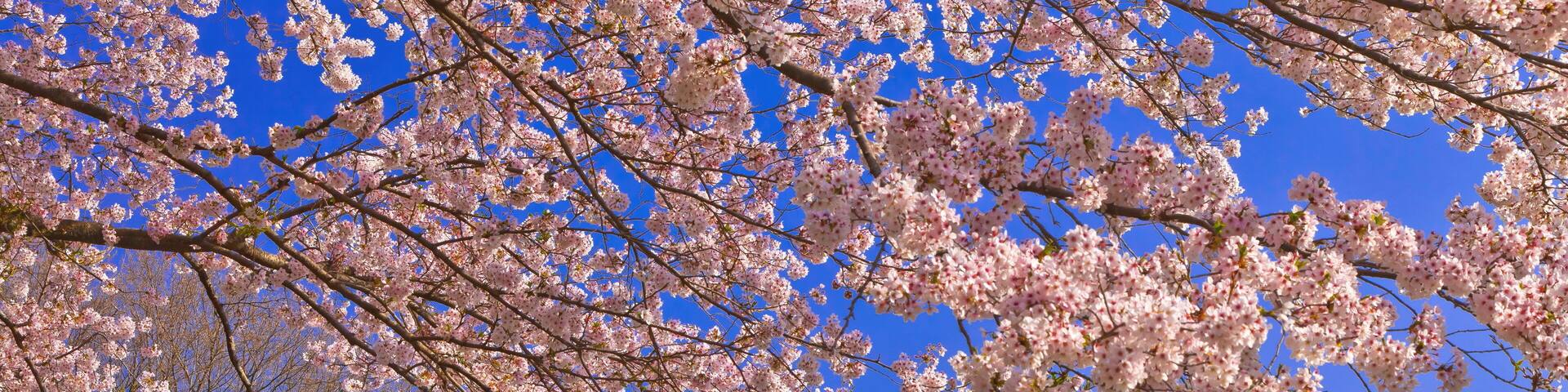 Cherry blossoms in Iwamotoyama Park and Mt.Fuji , Japan,Shizuoka Prefecture,Fuji, Shizuoka