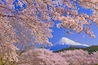 Cherry blossoms in Iwamotoyama Park and Mt.Fuji , Japan,Shizuoka Prefecture,Fuji, Shizuoka