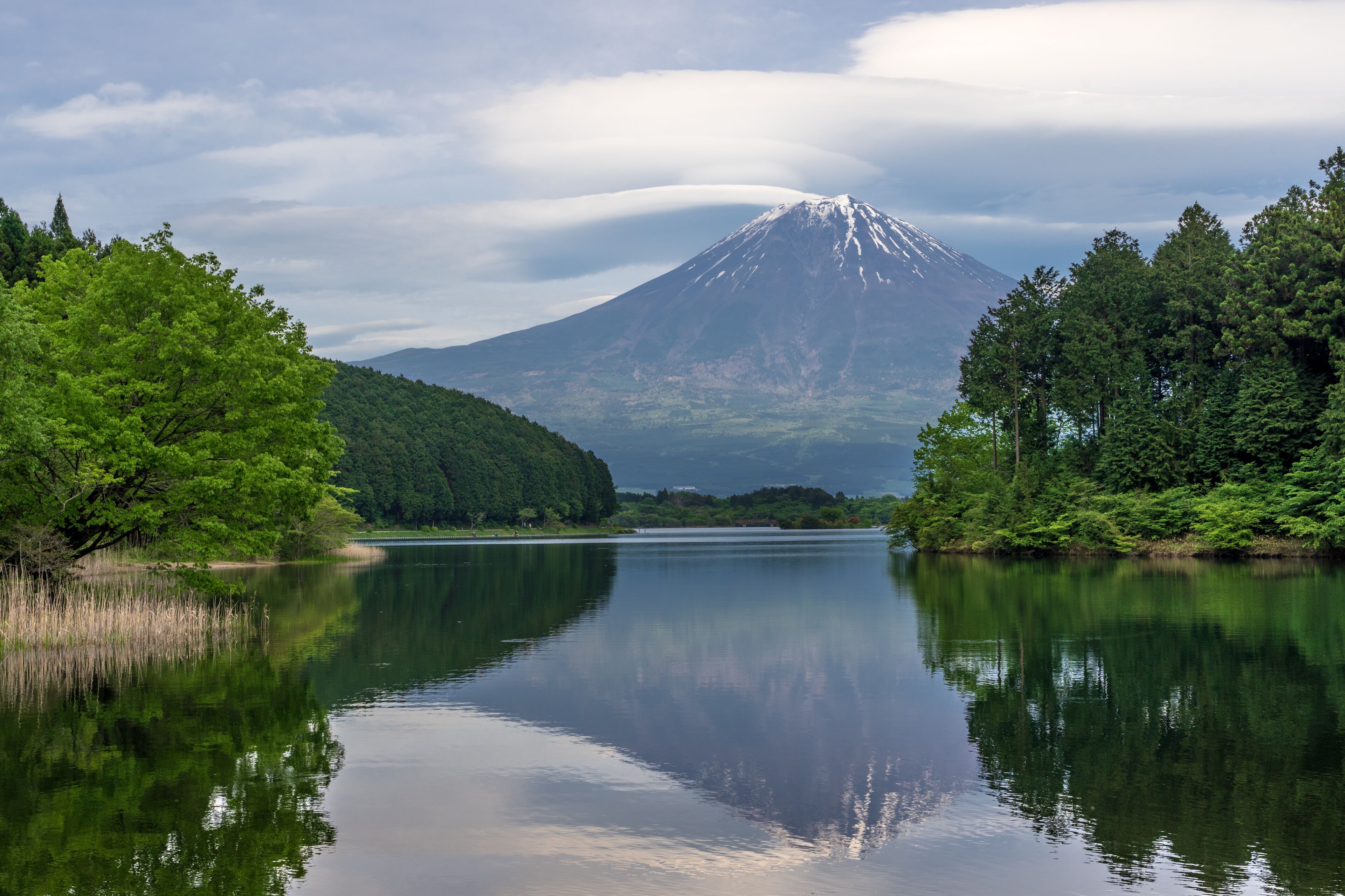 Mountain Fuji with cloudy hat on the sky with water reflection on Lake Tanuki (Tanuki-ko), pine trees forest range along the lake a lake near Mount Fuji , Fujinomiya, Shizuoka Prefecture in Japan.