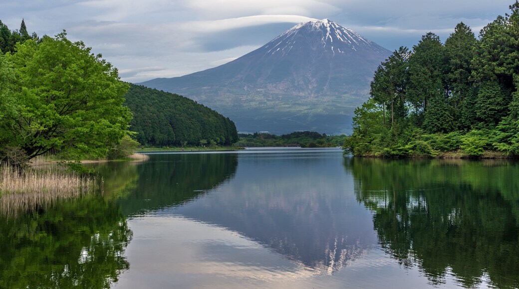 Mountain Fuji with cloudy hat on the sky with water reflection on Lake Tanuki (Tanuki-ko), pine trees forest range along the lake a lake near Mount Fuji , Fujinomiya, Shizuoka Prefecture in Japan.