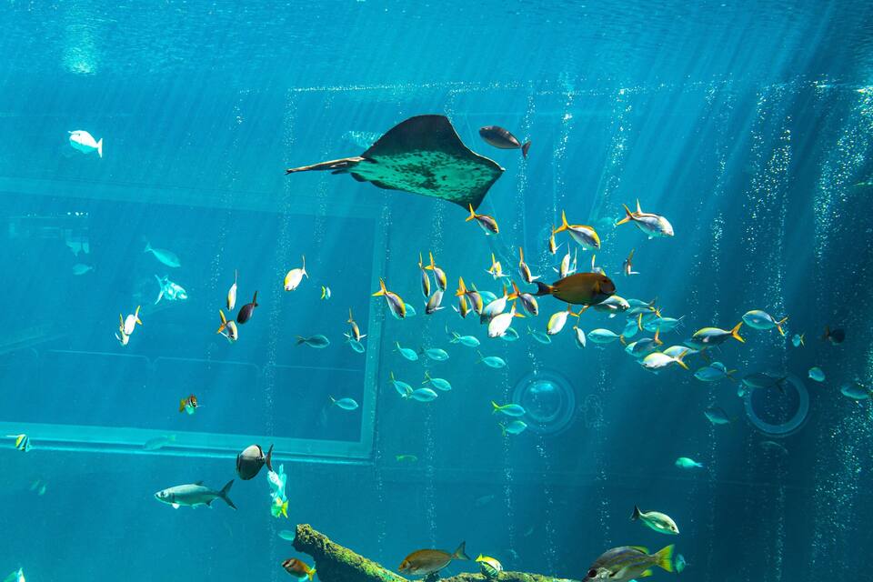Um aquário com diversos peixes nadando em água azul cristalina.